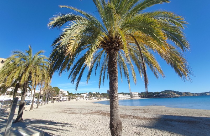 Playa Palmyra in Paguera im Winter